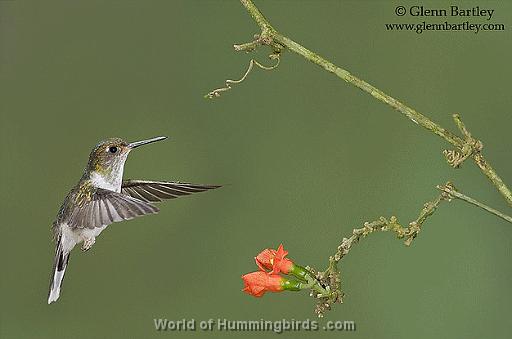 Hummingbird Garden Catalog: Ecuadorian Piedtail